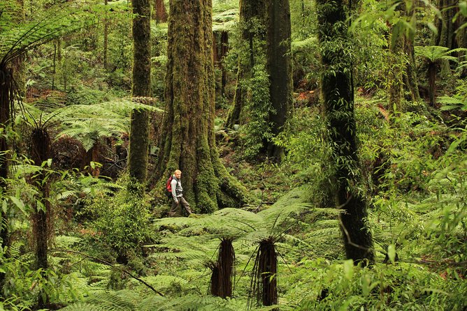 Hike New Zealands Finest Forest - Whirinaki Forest - Reviews and Recommendations