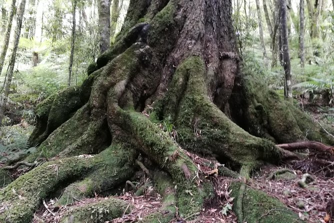 Hike New Zealands Finest Forest - Whirinaki Forest - Questions and Customer Support