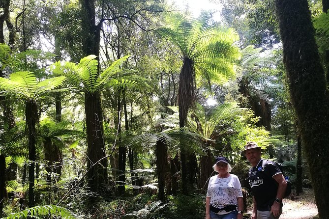 Hike New Zealands Finest Forest - Whirinaki Forest - Pricing and Terms