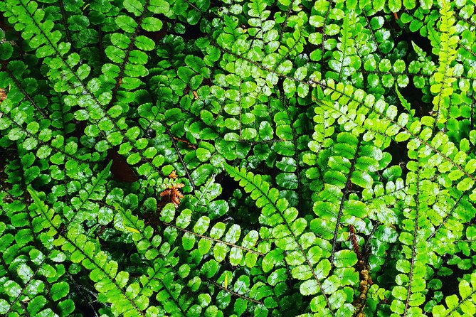 Hike New Zealands Finest Forest - Whirinaki Forest - Hiking Tour Highlights