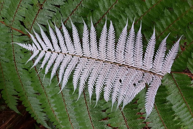 Hike New Zealands Finest Forest - Whirinaki Forest - Flora and Fauna in Whirinaki Forest