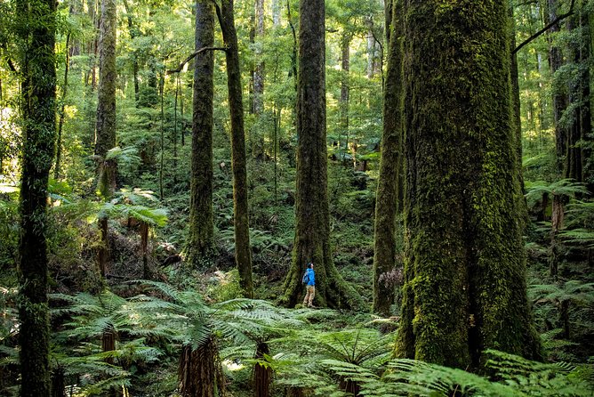 Hike New Zealands Finest Forest - Whirinaki Forest - Tips for a Memorable Hiking Experience