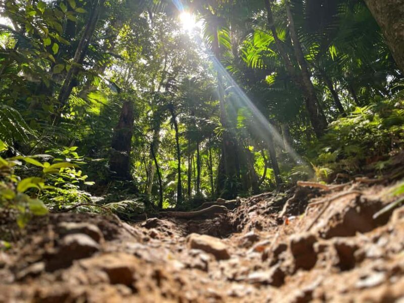 Hike St. Kitts: Highest peak Mount Liamuiga Volcano - Exploring the Ecosystem and Local Culture