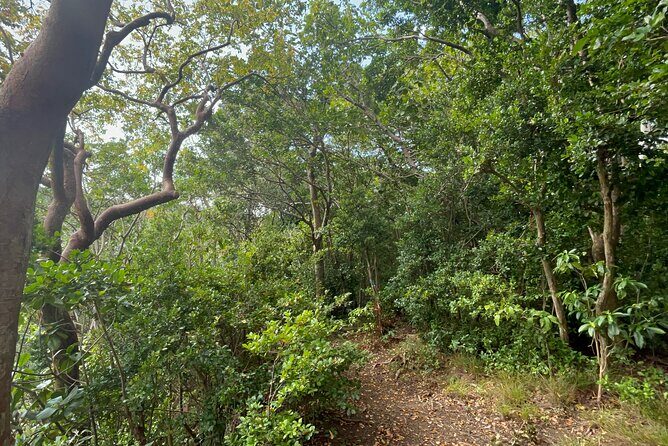 Hike St Kitts: Wingfield Rainforest and Romney Experience - What to Expect from This Rainforest and Cultural Tour