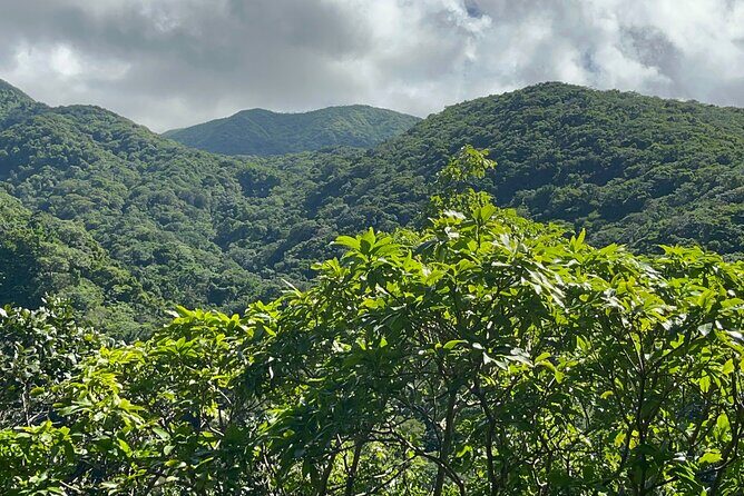 Hike St Kitts: Wingfield Rainforest and Romney Experience - The Walking Experience: What You Need to Know