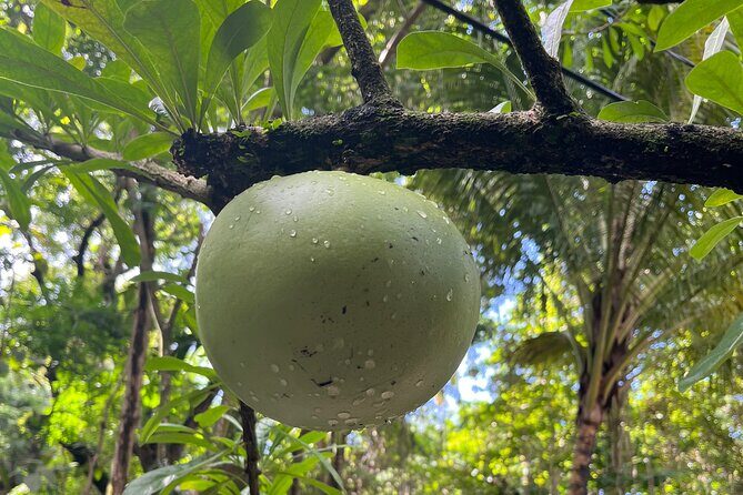 Hike St Kitts: Wingfield Rainforest and Romney Experience - Final Thoughts: Who Is This Tour Best For?