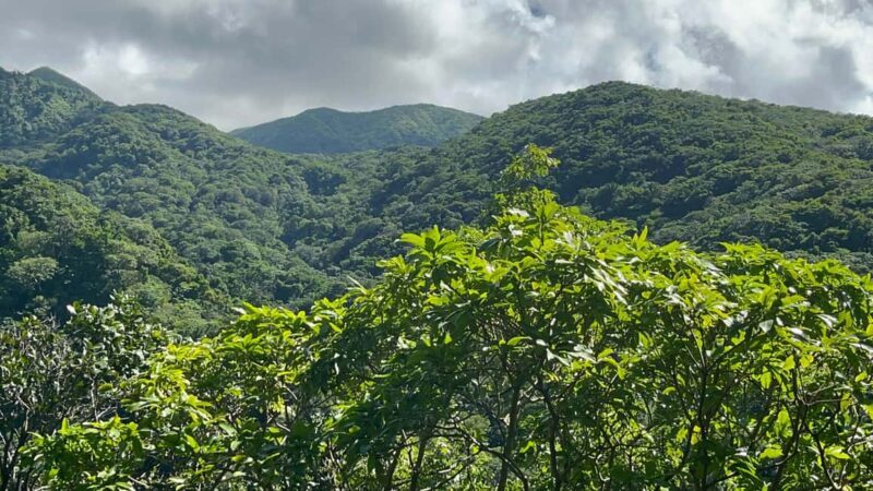 Hike St Kitts: Wingfield Rainforest and Romney Experience - Exploring the Rainforest and Heritage of St. Kitts