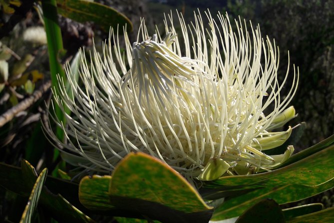 Hike Table Mountain via Kasteels Poort Morning Tour - Directions