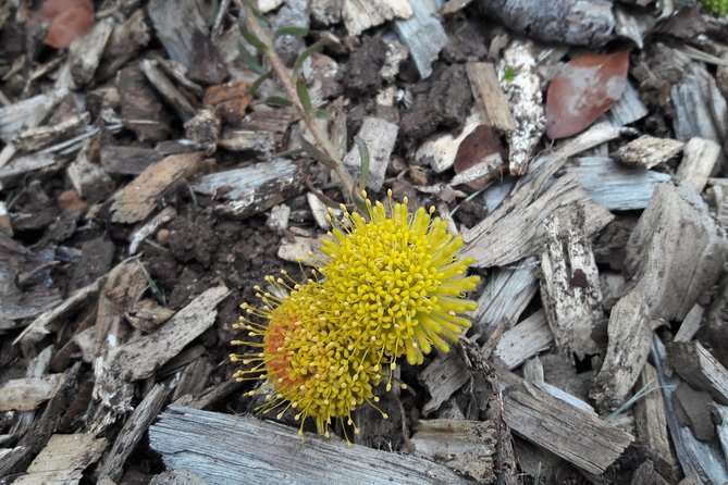 Hike Table Mountain via Kasteels Poort Morning Tour - The Sum Up