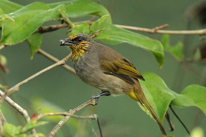 Hike the Heart of Cat Ba National Park Trekking, Biking, Kayaking - FAQ