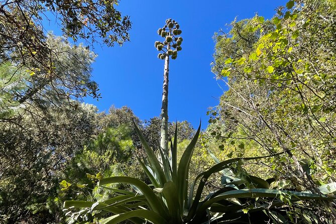 Hike Through the Forest of the Sierra Norte De Oaxaca - Pricing