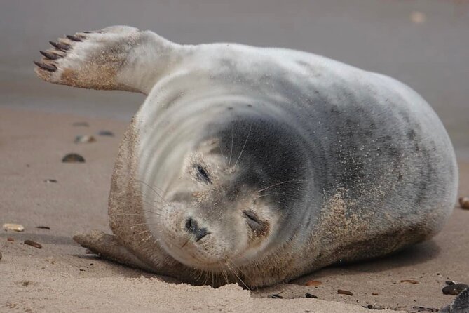 Hike to Atlantic Grey Seal Pups – Best Time to Visit - Seal Pup Development