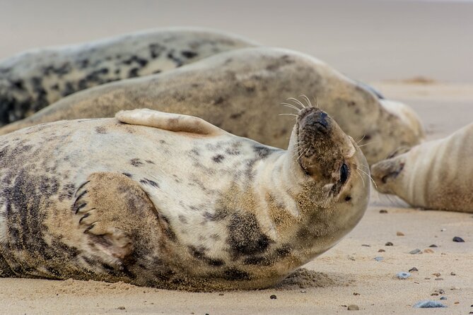 Hike to Atlantic Grey Seal Pups – Best Time to Visit - Conservation Efforts