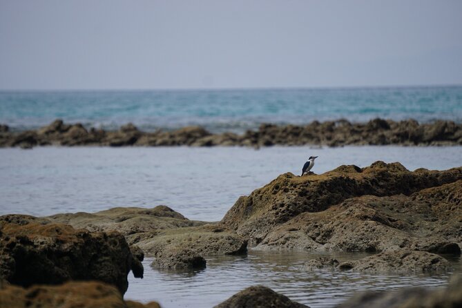 Hike to Elephant Beach Exploring Tropical Flora and Fauna - Guided Tour Benefits