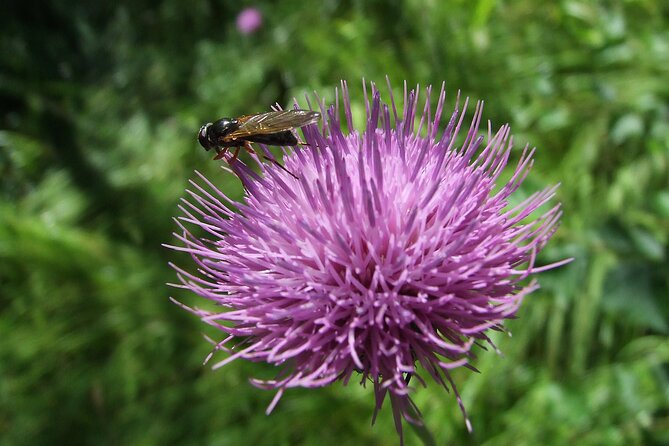 Hike to Visegrád Castle With Danube Bend Views + Sauna Session - Reviews and Ratings