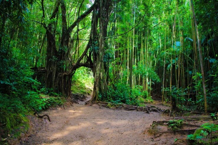 Hike Trail to Waterfall & Nature Walk - Highlights