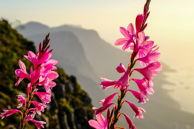 Hike up Table Mountain via the India Venster Route (Cape Town) - Inclusions and Meeting Details