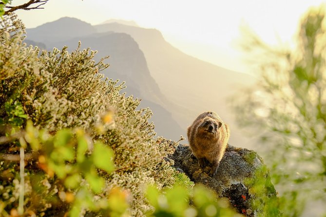 Hike up Table Mountain via the India Venster Route (Cape Town) - Additional Information