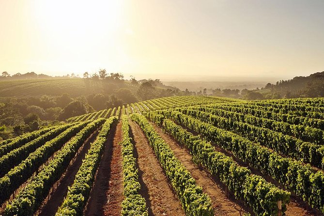 Hike & Wine" - Table Mountain, Kirstenbosch and Constantia - Reviews and Contact Information