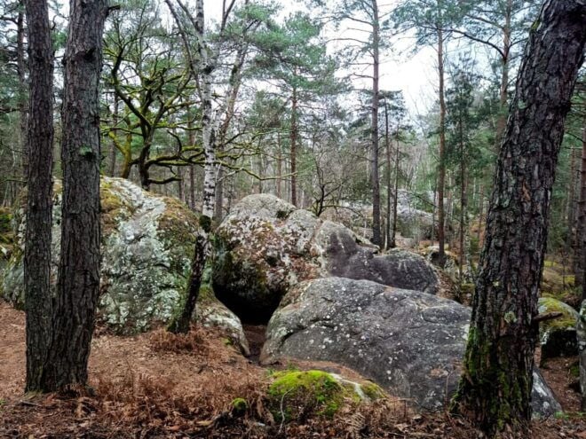 Hiking Adventure in the Fontainebleau Forest - Highlights of Fontainebleau Forest