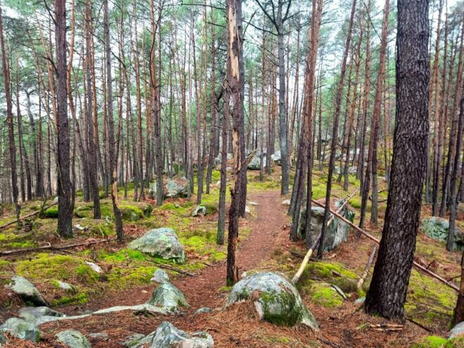 Hiking Adventure in the Fontainebleau Forest - Fitness and Participation Requirements