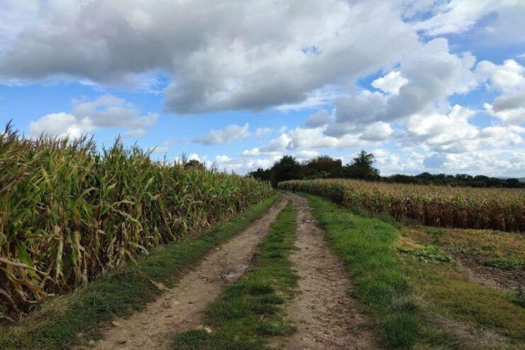 Hiking Adventure in Van Gogh's Footsteps - Activity Details