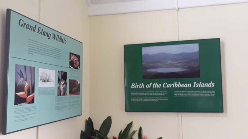 Hiking Adventure Through Grand E'tang RainForest - The Guide’s Role and Authentic Insights