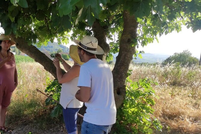Hiking and Wild Tapas, Discovering the Secret of Plants - Expert Insights on Plant Identification
