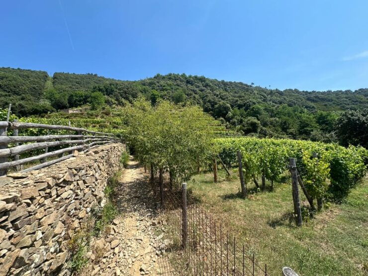 Hiking and Wine Tasting Experience - Hiking Route