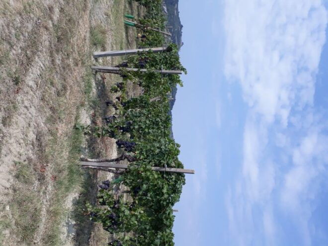 Hiking and Wine Tour Starting From Alba - Important Information