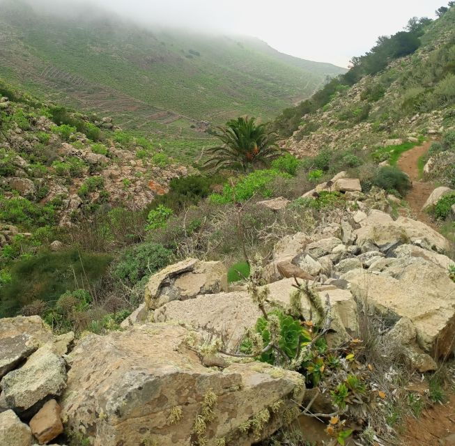 Hiking Around the Valley of 1000 Palms - Trail Options and Difficulty Levels