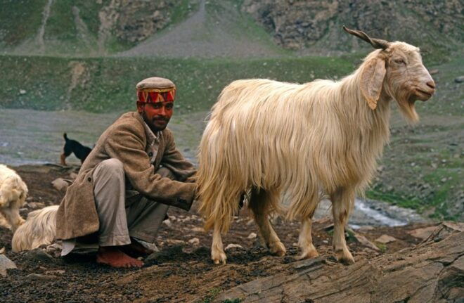 Hiking Day Tour to Triund From Dharamshala - Exclusions From the Tour