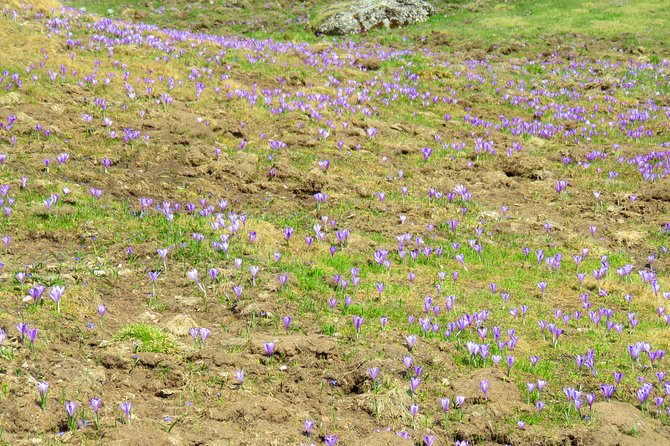 Hiking From the Kings Castle to the Queens Heart - Practical Information and Booking Details