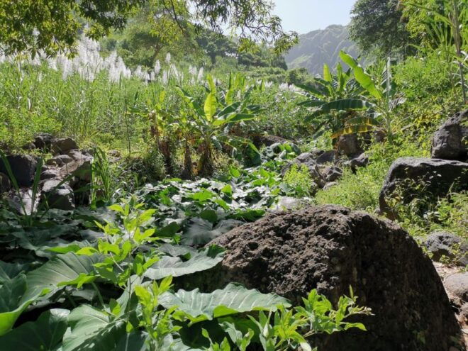 Hiking Gongon Valley - Pickup Information