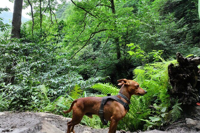 Hiking in Batumi ( Mtirala National Park) - Final Thoughts: Is This Tour for You?