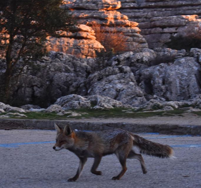 Hiking in El Torcal De Antequera (From Granada) - Activity Overview and Requirements