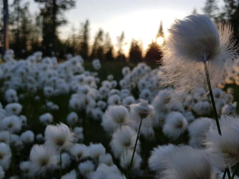Hiking in Riisitunturi National Park - Good To Know