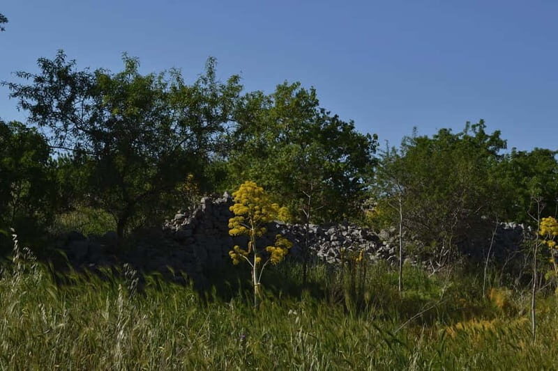 Hiking in the Alta Murgia National Park: the forest and the ancient farmhouse - Sunset Hike and Aromatic Atmosphere