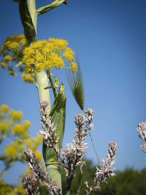 Hiking in the Alta Murgia National Park: the forest and the ancient farmhouse - Practical Details and What to Know Before Booking