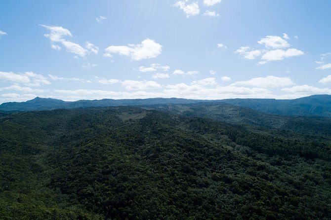 Hiking in the Black River Gorges National Parc - Native Forest - Directions