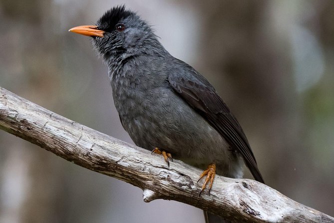 Hiking in the Black River Gorges National Parc - Native Forest - Highlights