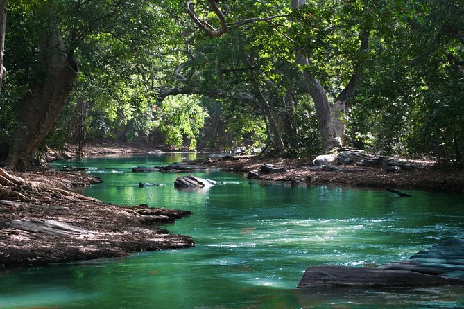 Hiking in the Black River Gorges National Parc - Native Forest - Recommendations