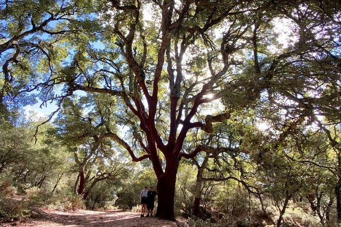 Hiking in the 'Escaleretas' Spanish Fir Forest. - Flora and Fauna