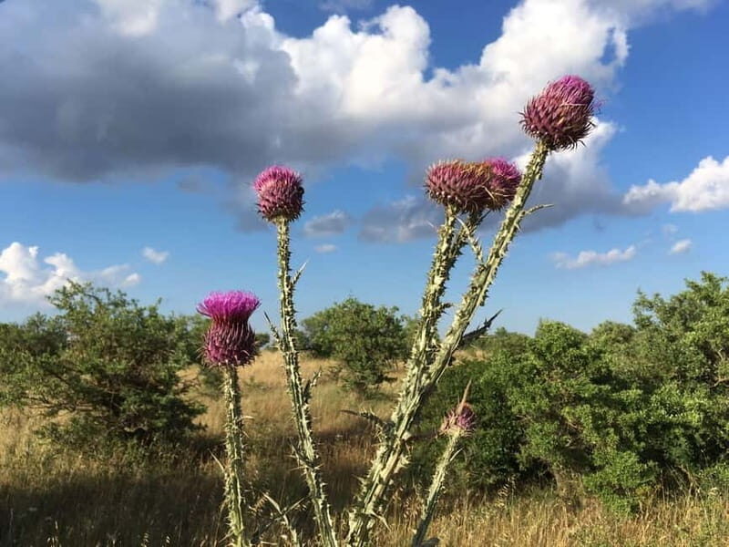 Hiking in the Murgia of Castel del Monte - Good To Know