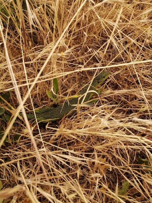 Hiking in the Murgia of Castel del Monte - FAQ
