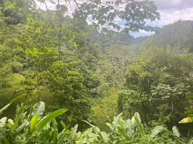 Hiking in the Rainforest, Waterfall, Black Sand Beach - Participant Information