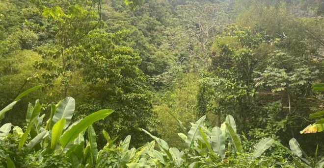 Hiking in the Rainforest, Waterfall, Black Sand Beach - Pricing and Reservations