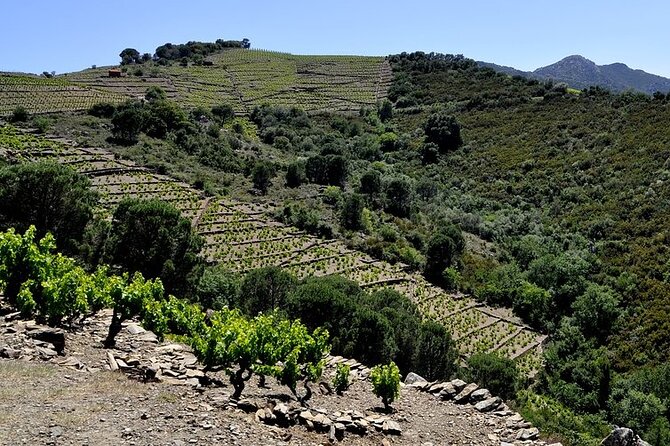 Hiking in the Vineyard in Banyuls-sur-Mer - Activity Details