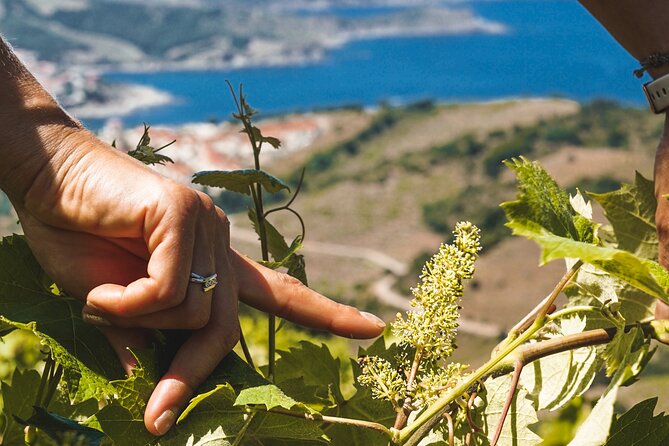 Hiking in the Vineyard in Banyuls-sur-Mer - Meeting and Pickup Details
