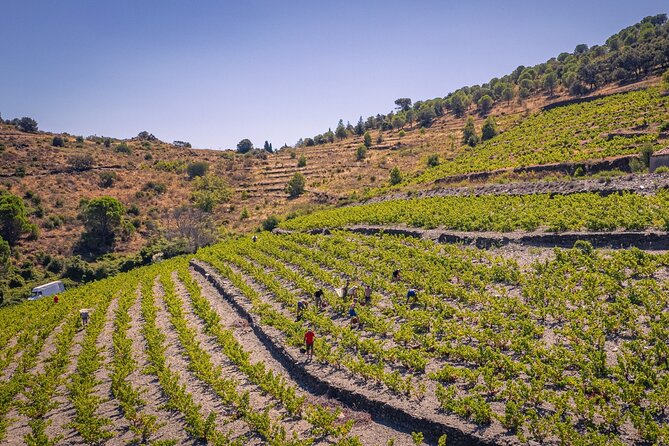 Hiking in the Vineyard in Banyuls-sur-Mer - Additional Information